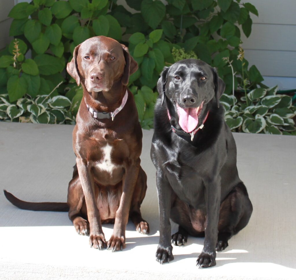 Sydney and Berkeley after recovery with the help of hydrotherapy, massage therapy and laser therapy