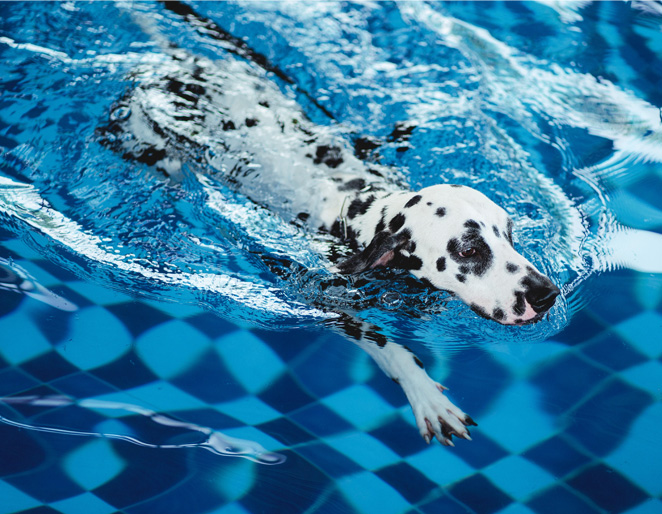 Dog swimming in the pool enjoying dog hydrotherapy