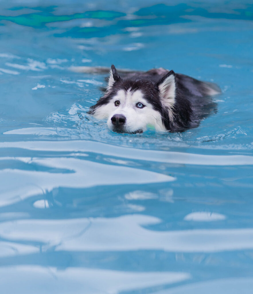 dog during canine hydrotherapy in a pool