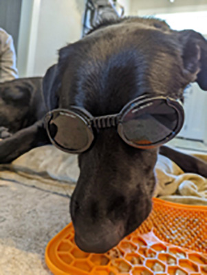 dog with sunglasses to protect his eyes during canine laser therapy