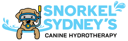Snorkel Sydney's Canine Hydrotherapy Logo - brown dog with snorkel looking out of a water splash